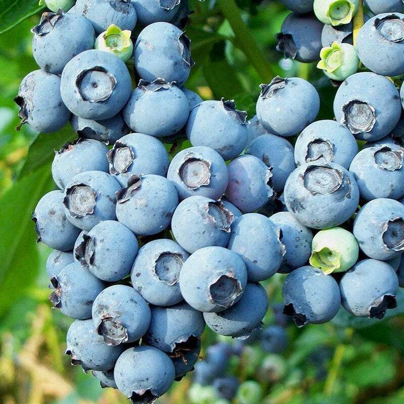 fresh blueberries2.jpg