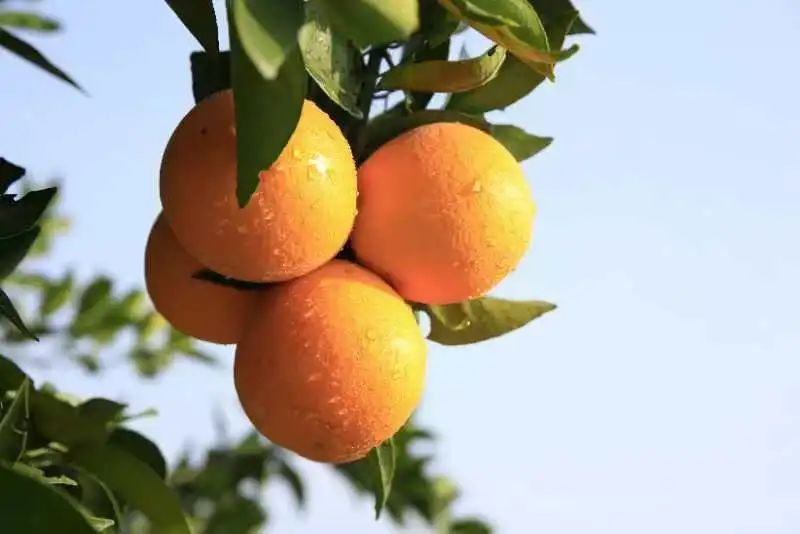 柑橘1.jpg 柑橘1.jpg