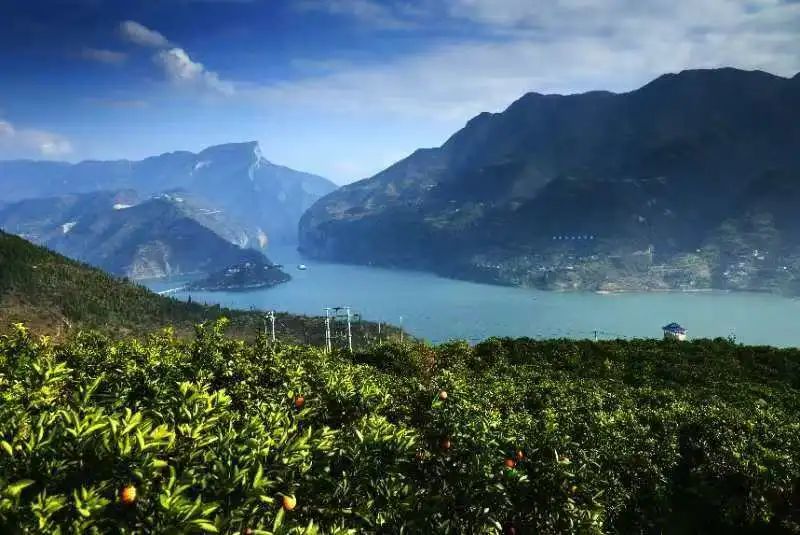 柑橘7.jpg 柑橘7.jpg